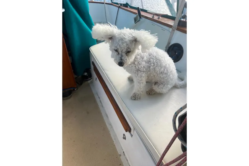 Slide: The Image of Small white dog sitting on a 1993 Compac Sloop sailboat deck. - 16