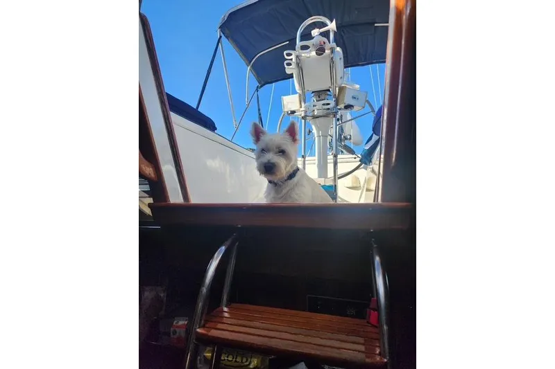 Slide: The Image of Dog on 1984 Bristol 45.5 Center Cockpit sailboat, blue sky background. - 22