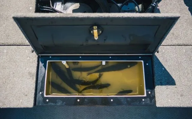 Slide: The Image of Kingfisher Arrow Sport 1925 2026 - 11