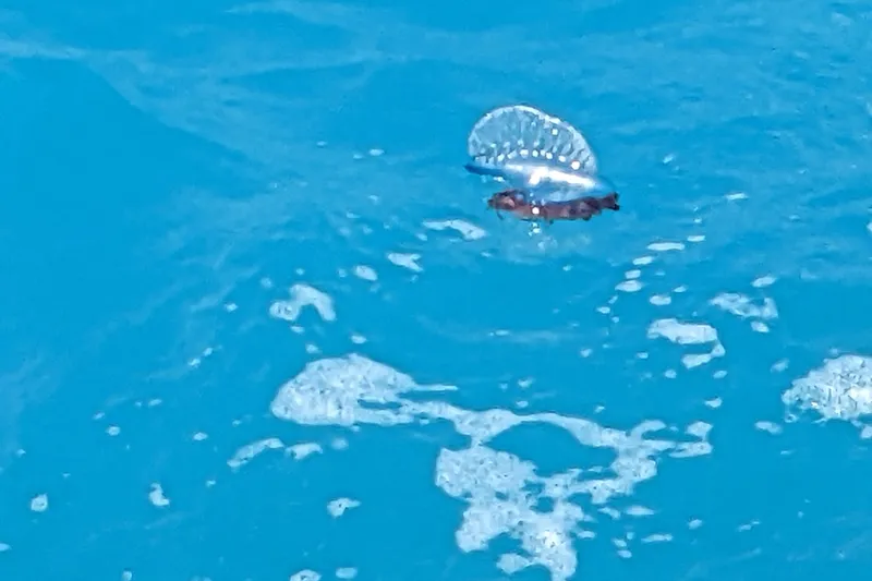 Slide: The Image of Portuguese man o' war floating on clear blue ocean water. - 52