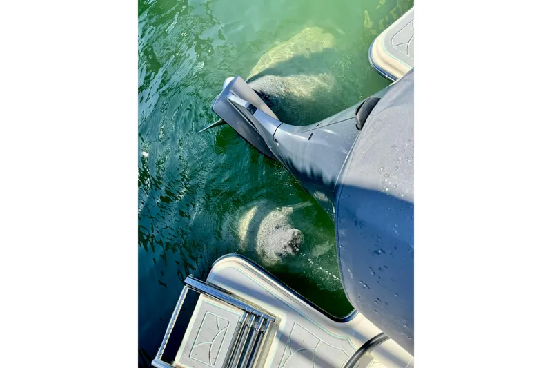 Slide: The Image of 2023 Grady-White Freedom 215 boat with manatee near outboard motor in clear water. - 3