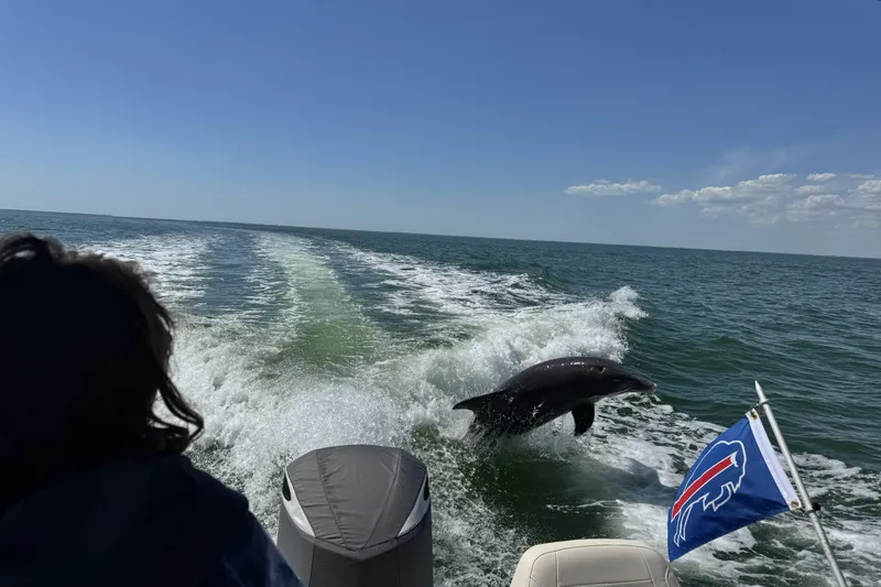 Slide: The Image of 2023 Grady-White Freedom 215 boat with dolphin jumping in ocean wake. - 6