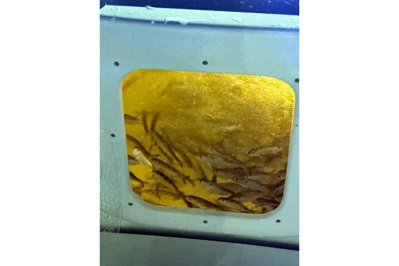 Slide: The Image of SAFARI - 44