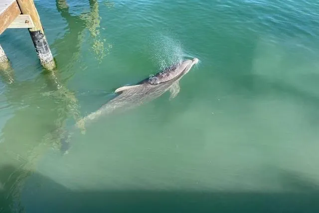 Slide: The Image of Manatee swimming near a dock in clear green water. - 36