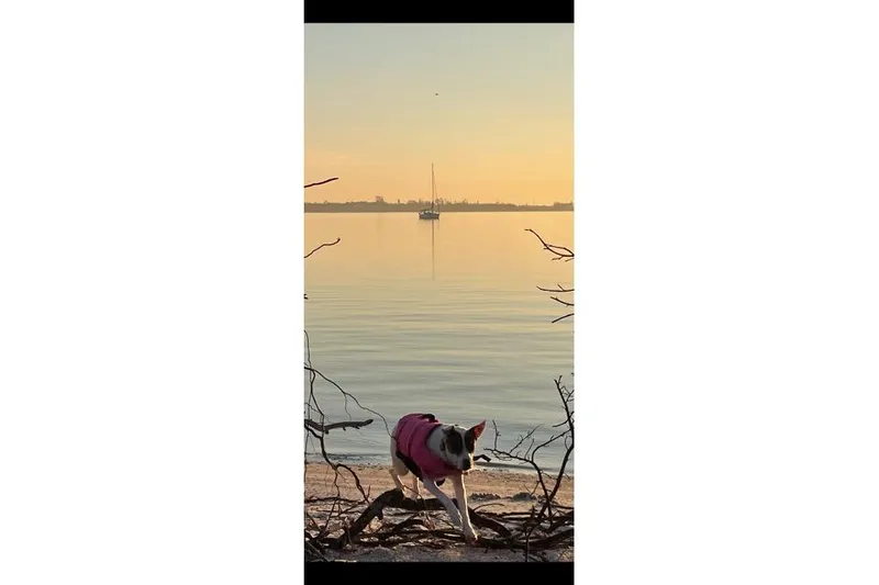Slide: The Image of Dog in pink jacket on beach, sailboat in calm water at sunset, Hunter 340, 2001. - 37