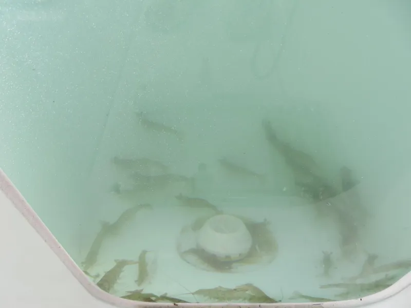 Slide: The Image of Sea Fox 268 Commander 2022 - 74