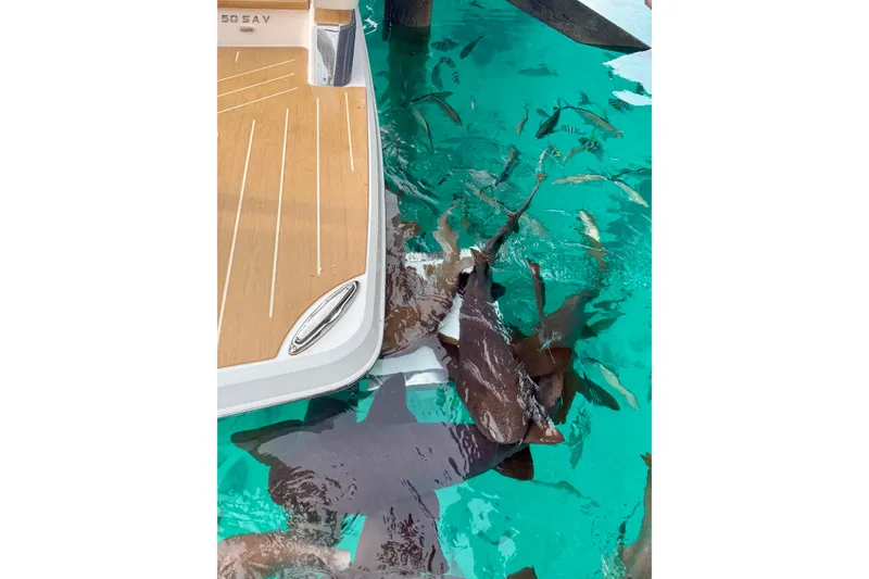 Slide: The Image of Regal 50 SAV yacht near sharks in clear turquoise water, 2026 model. - 37