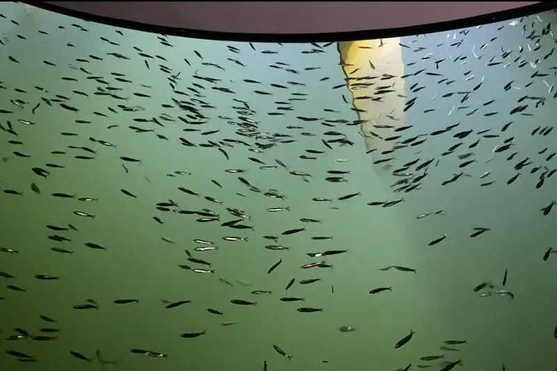 Slide: The Image of Opening Day Parade of Boats (Sail & Power) through the Montlake Cut. - 39