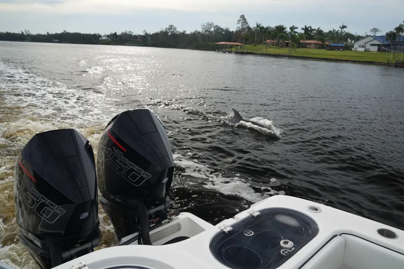 Slide: The Image of Invincible 46 Catamaran 2022 with twin engines, dolphin swimming nearby in a scenic river. - 28