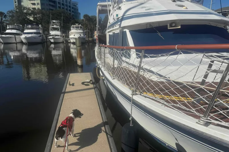 Slide: The Image of Dog on dock beside 1986 Kha Shing Spindrift yacht in marina. - 61