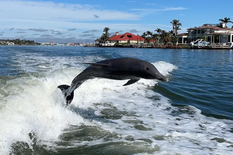 Slide: The Image of Dolphin leaping in wake of 2001 Tiara Yachts 3100 Open, near waterfront homes. - 29