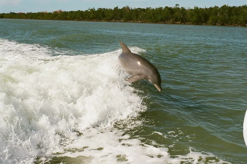 Slide: The Image of Dolphin jumping in boat wake, Tiara Yachts 3100 Open, 2001 model, scenic water view. - 30