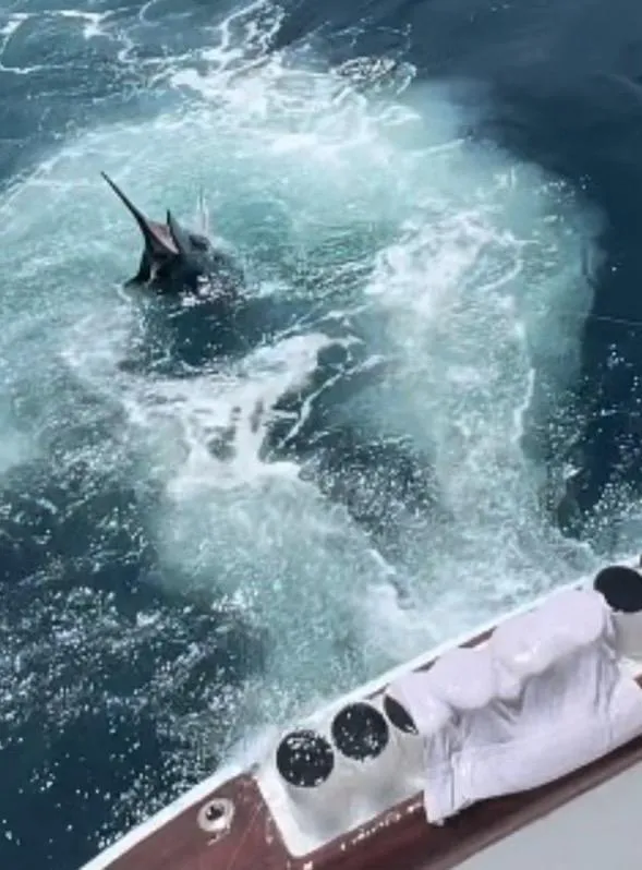 Slide: The Image of Hatteras 60 Convertible 2003 fishing, marlin in water. - 2