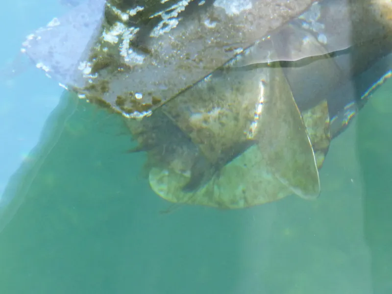 Slide: The Image of Propeller of a 2016 Sea Fox 256 Voyager submerged in clear water. - 36