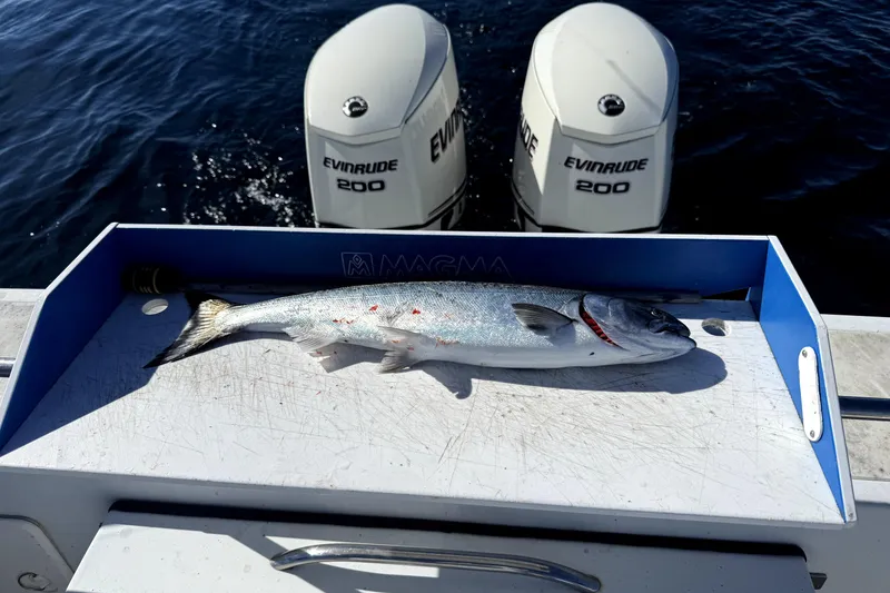 Slide: The Image of Freshly caught fish on Davis Rock Harbor 25 boat, Evinrude engines in background. - 6
