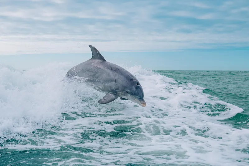 Slide: The Image of Dolphin leaping through ocean waves near a 2020 Tiara Sport 38 LS boat. - 36