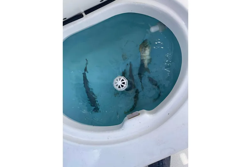 Slide: The Image of Livewell with fish on a 2017 Robalo R200ES boat. - 10