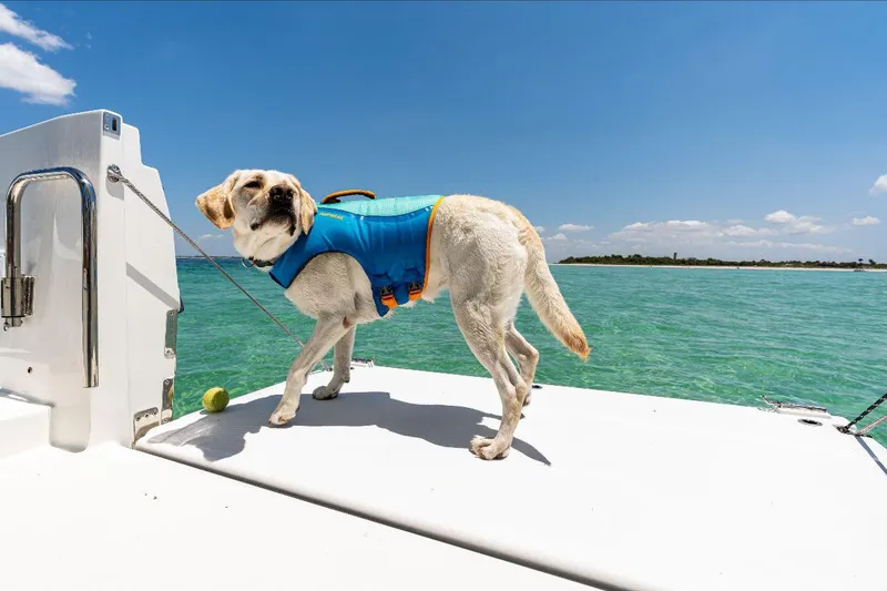 Slide: The Image of Dog in life jacket on 2025 Beneteau Flyer 9 SUNdeck, enjoying sunny ocean view. - 5