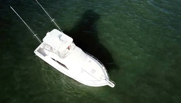 Slide: The Image of Bertram 410 Sportfish 2010 - 6