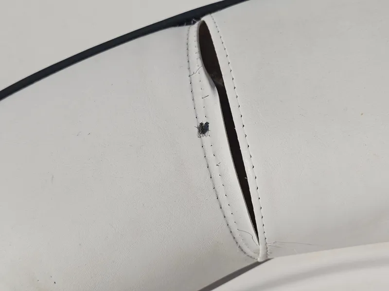 Slide: The Image of Close-up of white seat with fly, Godfrey Hurricane Sundeck 187, 2002. - 12