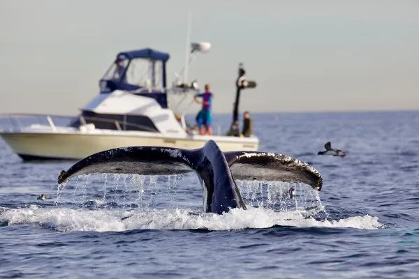 Slide: The Image of Phoenix Bass Boat 29 SFX Convertible 1998 - 6
