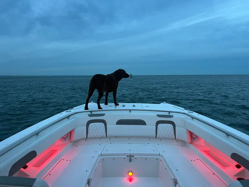 Slide: The Image of Dog on World Cat 280 CC-X boat at sunset. - 25