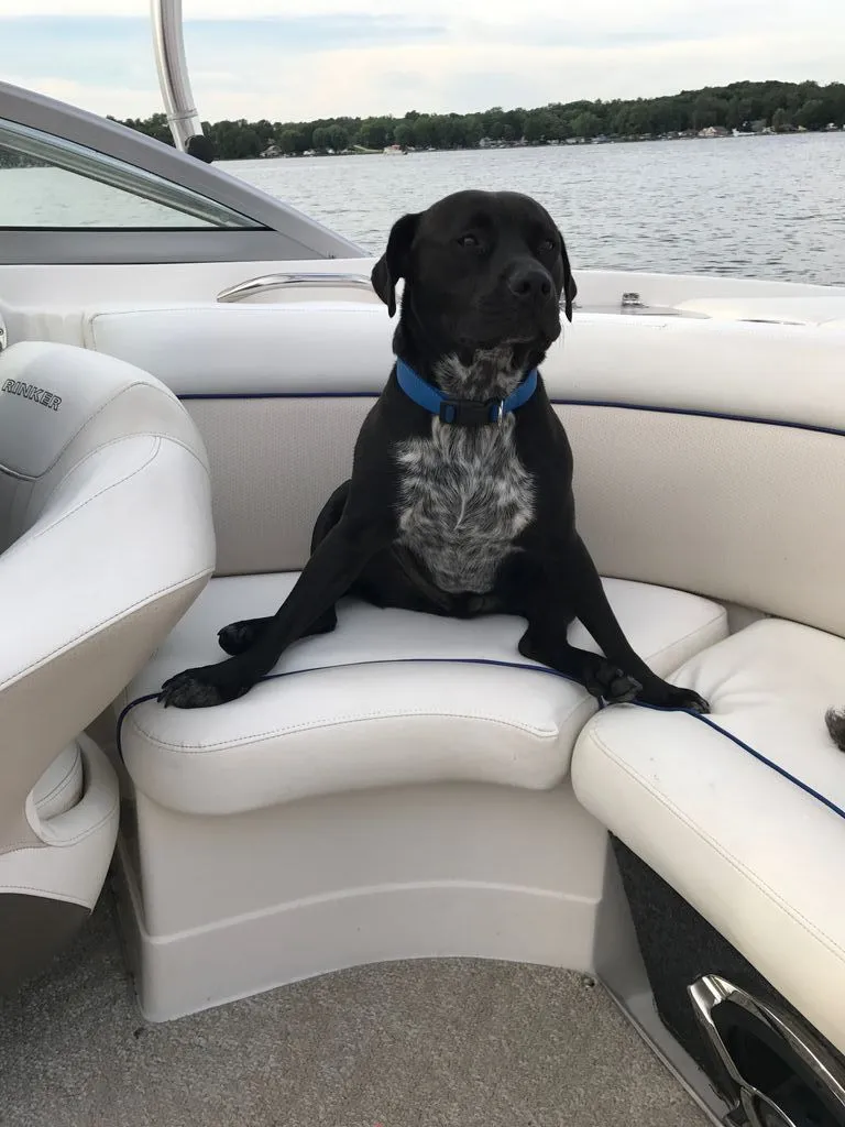 Slide: The Image of Black dog on Rinker 226 Captiva Bowrider boat, 2007 model. - 2