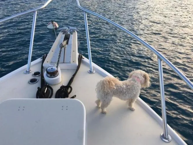 Slide: The Image of 1964 Bertram 31 Sportfisher - Image 20 - 20