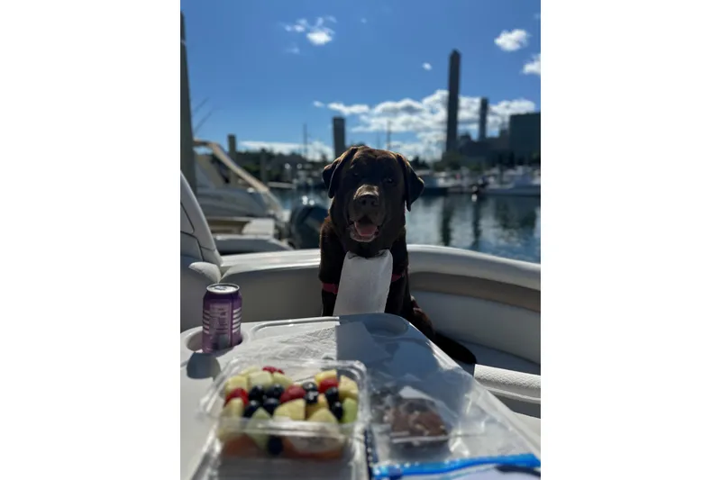 Slide: The Image of Dog on 2006 Sea Ray 340 Sundancer with fruit tray and drink, marina background. - 20