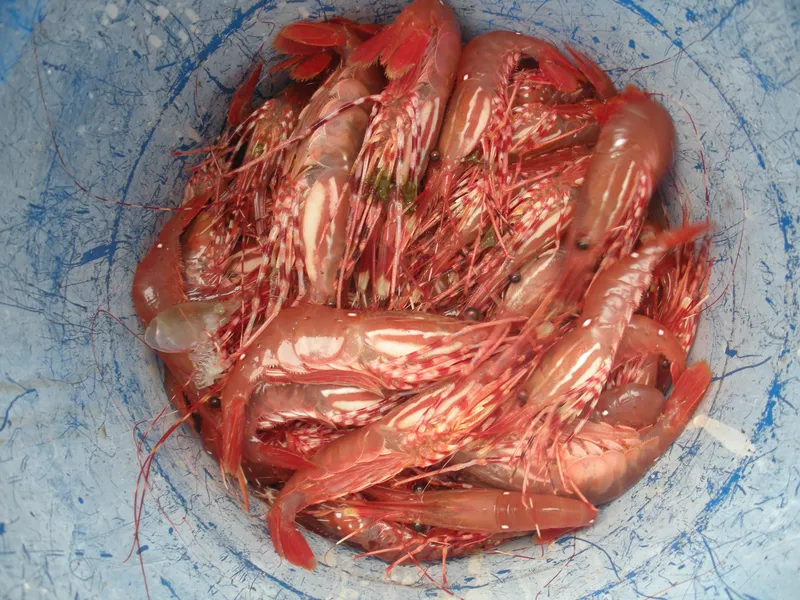 Slide: The Image of Freshly caught shrimp in a blue bucket. - 47