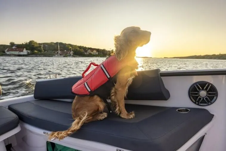 Slide: The Image of Dog in life jacket on 2027 Axopar 22 Spyder boat at sunset. - 7