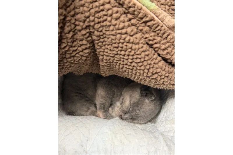 Slide: The Image of Gray cat sleeping under a cozy brown blanket. - 96
