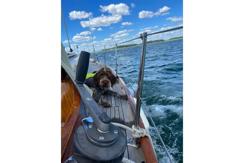 Slide: The Image of Dog relaxing on a 1986 Vindo 45 sailboat deck, cruising on a sunny day. - 77