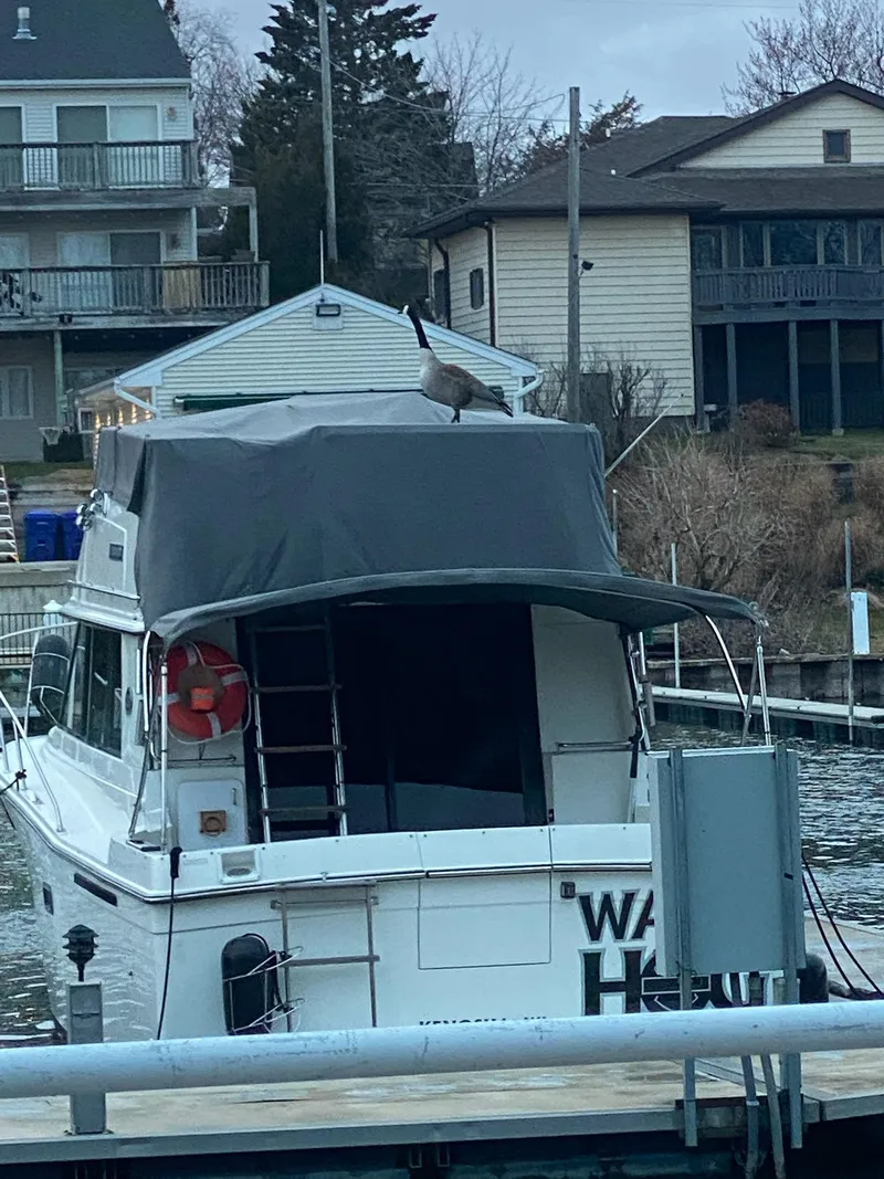 Slide: The Image of 1989 Carver 32 Convertible boat with a goose on the roof. - 5