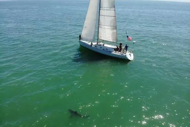 Slide: The Image of Sailboat "Santa Cruz 50" by Bill Lee Yachts, 1986, with shark in ocean waters. - 38