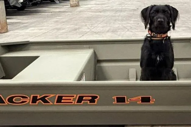 Slide: The Image of Dog sitting in a 2026 Tracker Grizzly 14 Jon boat indoors. - 4