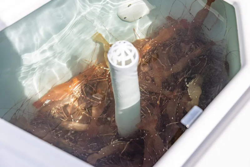 Slide: The Image of Manufacturer Provided Image: Live shrimp in a Solara S-310 CW baitwell, 2025 model. - 24