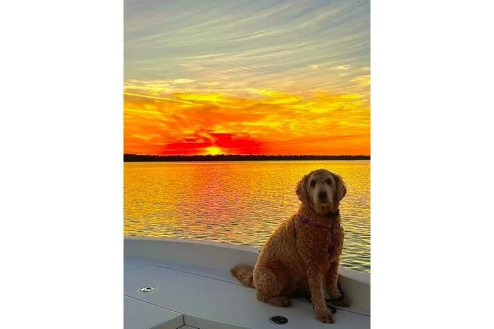 Slide: The Image of Dog on Maverick Mirage 17 HPX-V boat at sunset over calm water, 2020. - 14