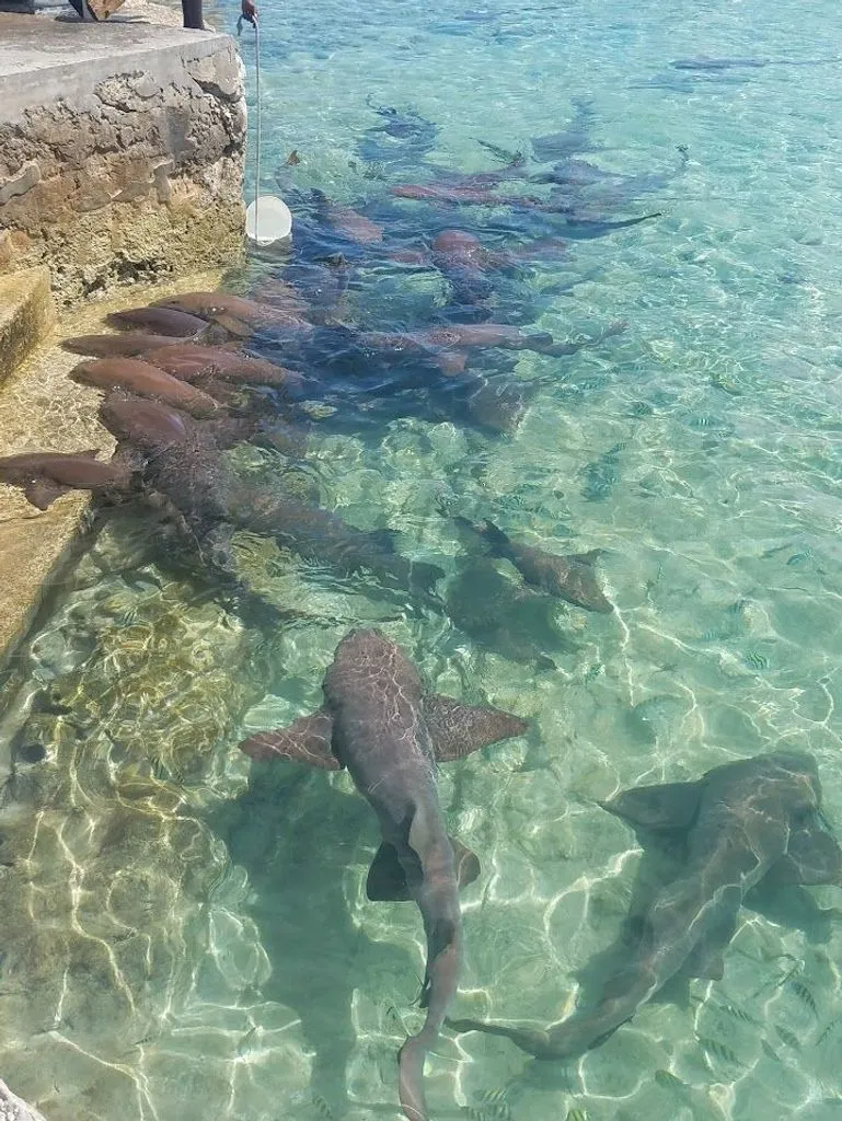 Slide: The Image of Grand Banks 49 Classic 1991 - 70