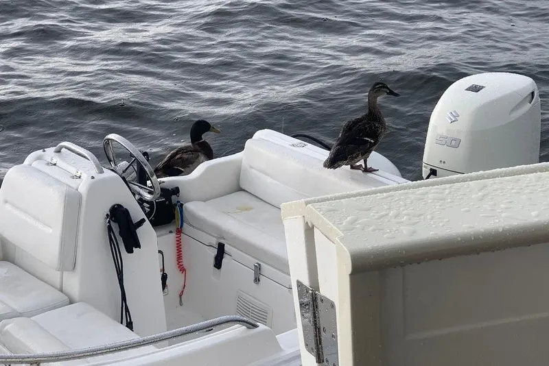 Slide: The Image of Two ducks on a Kadey-Krogen 48 AE boat, 2011 model, near water. - 17
