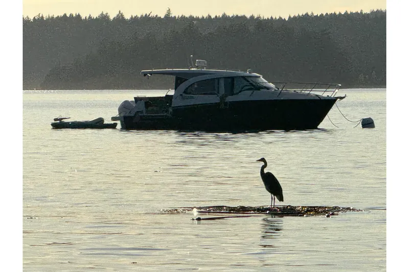 Slide: The Image of 2023 Beneteau Antares 11 Coupe on tranquil water with a heron in the foreground. - 50