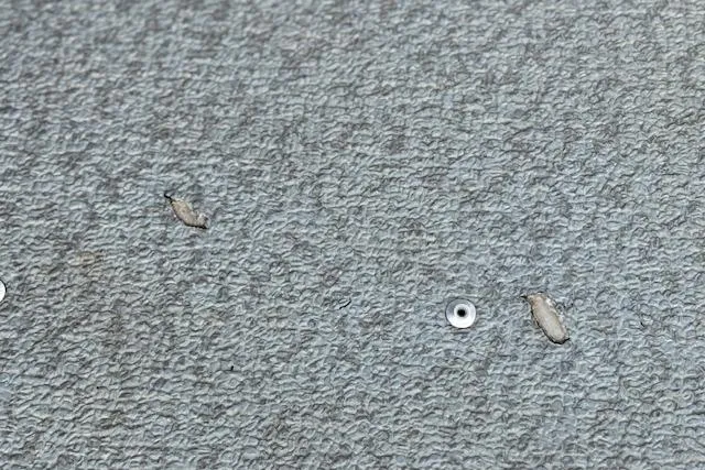 Slide: The Image of Close-up of 2017 G3 Sportsman 1710 Vinyl boat flooring with minor wear and tear. - 26