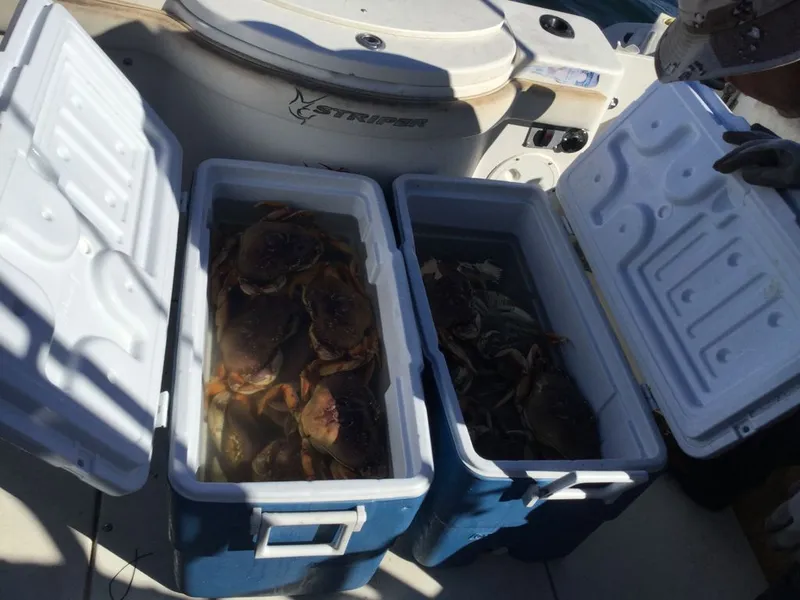 Slide: The Image of Coolers with crabs on a 2002 Seaswirl 2301 WA STRIPER boat. - 5