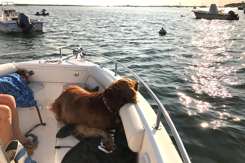 Slide: The Image of Dog relaxing on a 2004 Century 2200 Center Console boat in sunny waters. - 2
