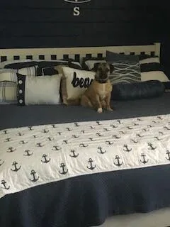 Slide: The Image of Dog on nautically themed bed in 1999 Sea Ray Sundancer. - 16