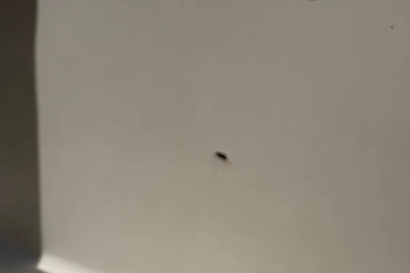Slide: The Image of Close-up of a 2008 Parker 2510 XL Walkaround boat surface with a small blemish. - 33