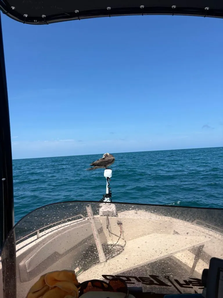 Slide: The Image of Seagull on Caravelle Key Largo 1800 CC boat, 2024 model, at sea. - 11