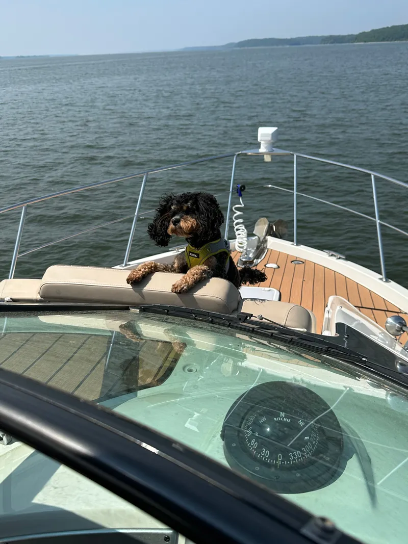 Slide: The Image of Dog on Carver 36 Mariner boat, 2012 model, at sea. - 9