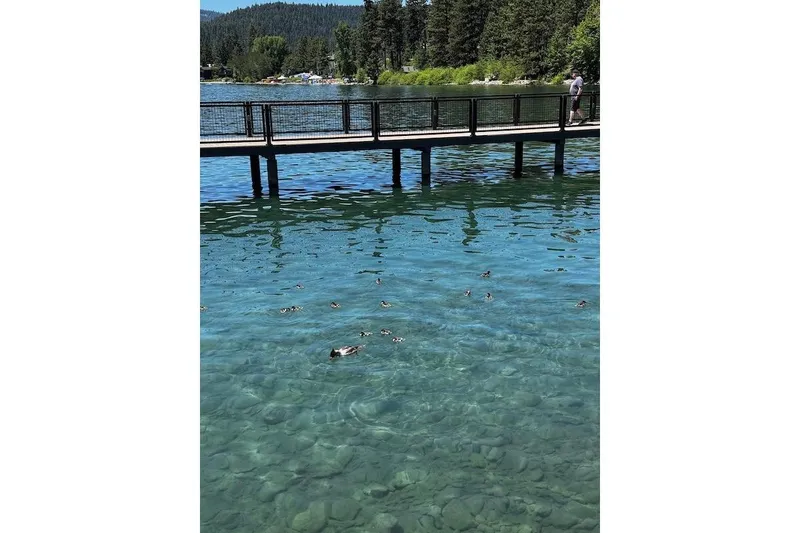 Slide: The Image of Clear lake with ducks near a wooden pier, surrounded by forested hills. - 22