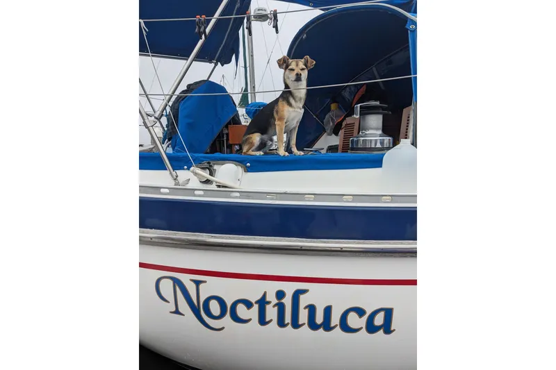 Slide: The Image of Dog on 1989 Tayana Vancouver 42 sailboat named Noctiluca, docked with blue canopy. - 37